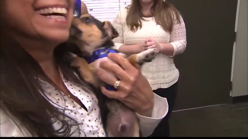 Smiles4OC office rescue puppy dumped behind trash cans.